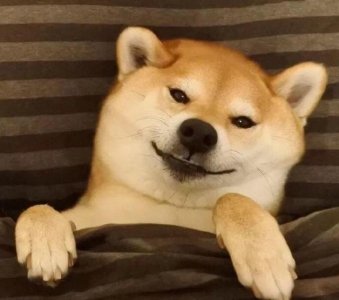 ​为何养柴犬的人越来越少了主人它身上的缺点让人无法忍受