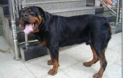 ​罗威纳犬是一种什么样的狗狗呢，容易训练吗