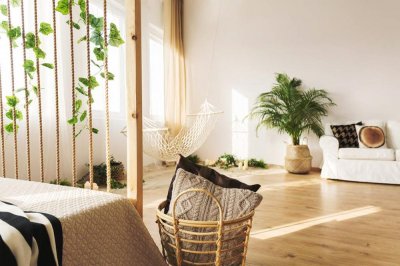 ​黄蝉兰的繁殖方式