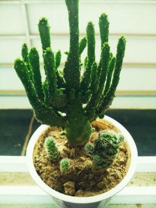 ​姬珊瑚和膨珊瑚的区别