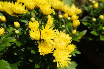 ​家里养菊花对风水怎么样