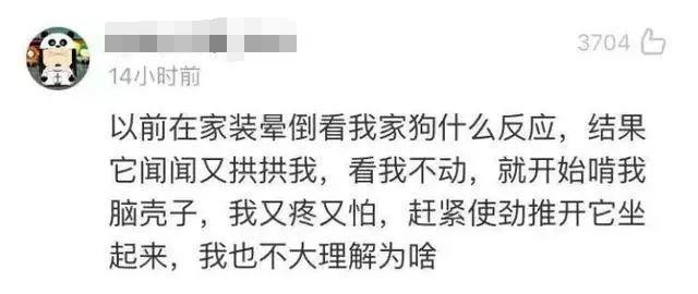 狗真的会吃掉主人吗？流言终结