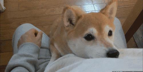 狗真的会吃掉主人吗？流言终结