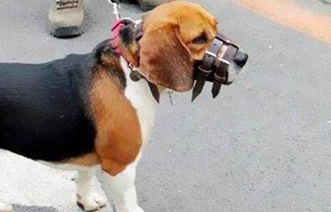 狗真的会吃掉主人吗？流言终结