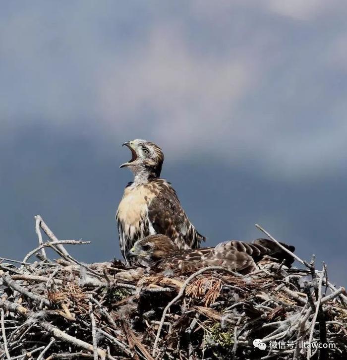 北美洲猛禽-红尾鵟