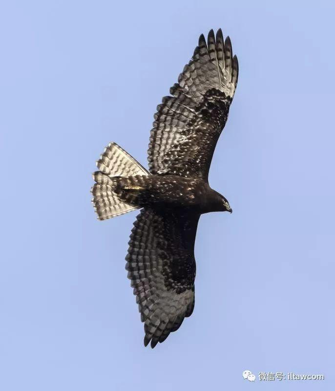 北美洲猛禽-红尾鵟