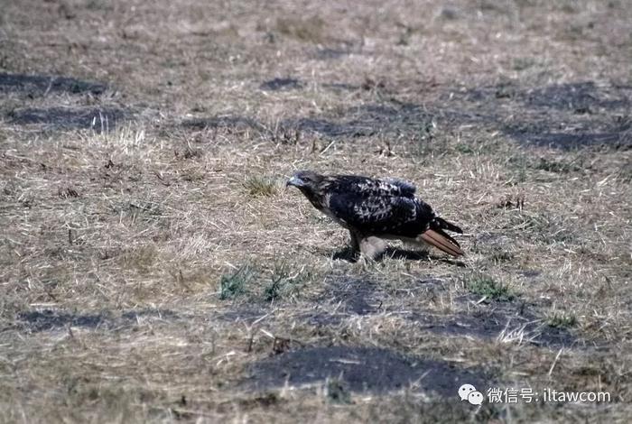 北美洲猛禽-红尾鵟