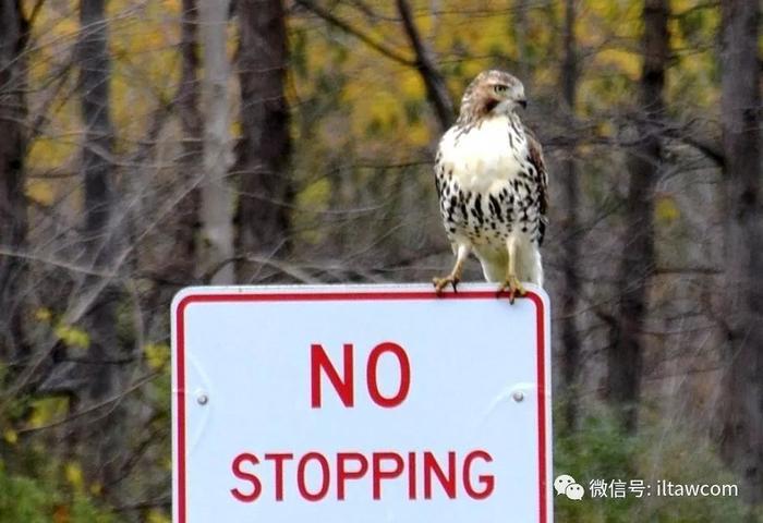 北美洲猛禽-红尾鵟