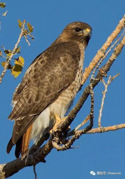 北美洲猛禽-红尾鵟