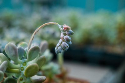 ​红稚莲多肉植物怎么养，如何养出老桩