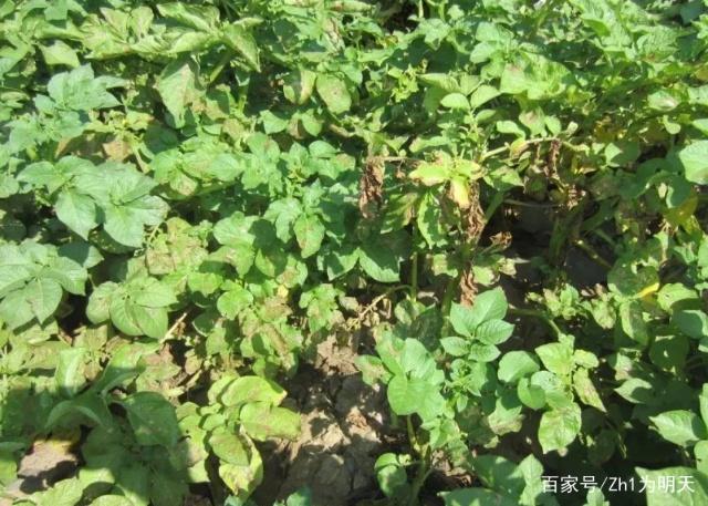 马铃薯的栽培技术你知道多少呢