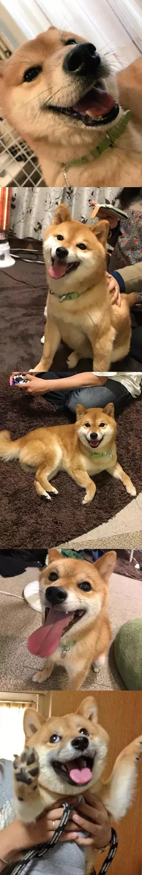 傲娇表情包长大竟然变暖汪!这可能就是传说中的狗大十八变吧!