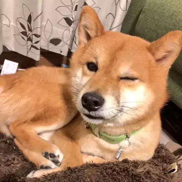 傲娇表情包长大竟然变暖汪!这可能就是传说中的狗大十八变吧!