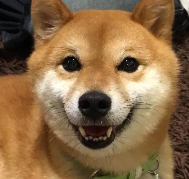 傲娇表情包长大竟然变暖汪!这可能就是传说中的狗大十八变吧!