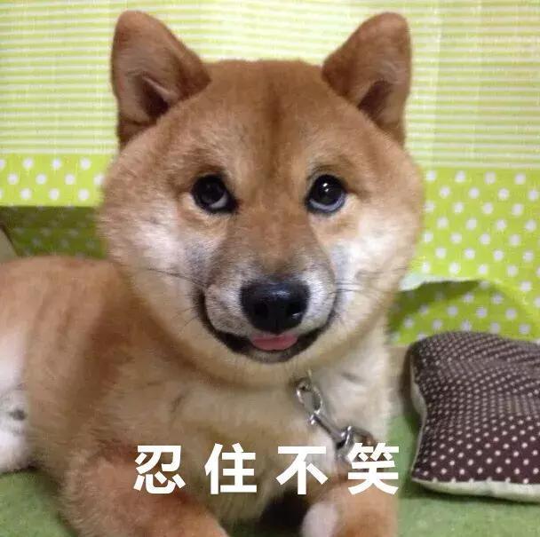 傲娇表情包长大竟然变暖汪!这可能就是传说中的狗大十八变吧!