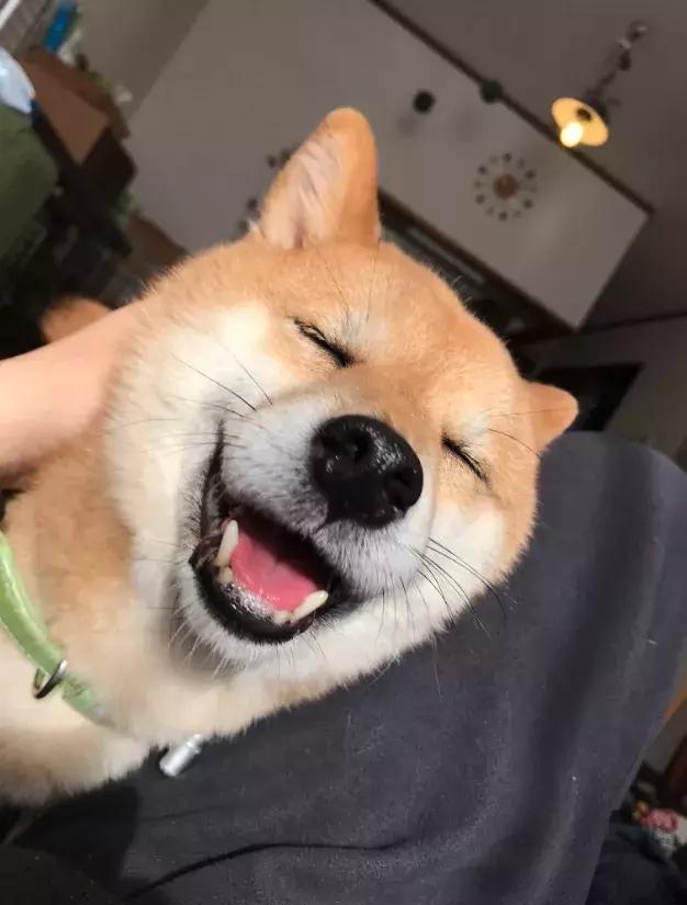 傲娇表情包长大竟然变暖汪!这可能就是传说中的狗大十八变吧!