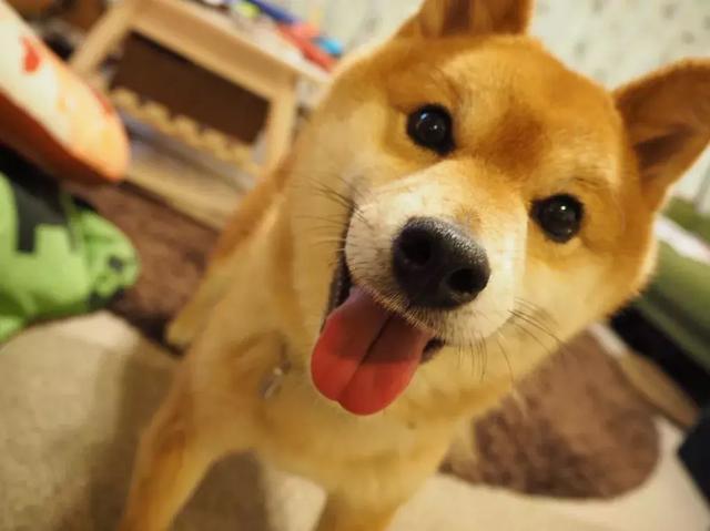 傲娇表情包长大竟然变暖汪!这可能就是传说中的狗大十八变吧!