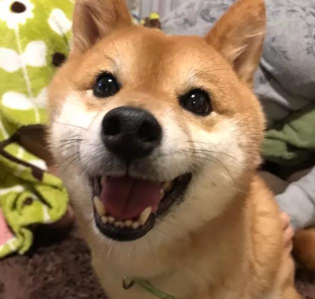 傲娇表情包长大竟然变暖汪!这可能就是传说中的狗大十八变吧!