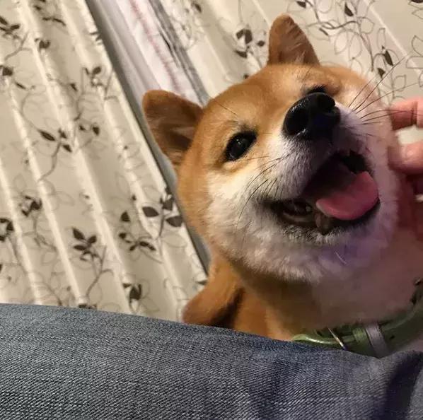 傲娇表情包长大竟然变暖汪!这可能就是传说中的狗大十八变吧!