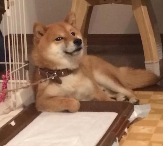 傲娇表情包长大竟然变暖汪!这可能就是传说中的狗大十八变吧!