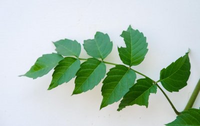​凌霄花的栽培与管理，怎样施肥