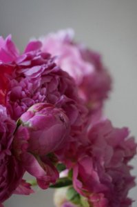​芍药现蕾后要怎么养