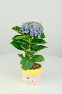 ​绣球花秋天怎么养