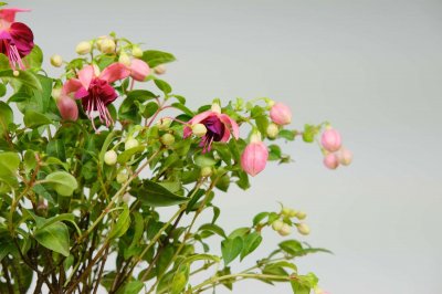 ​怎么让倒挂金钟开花，开完花怎么办