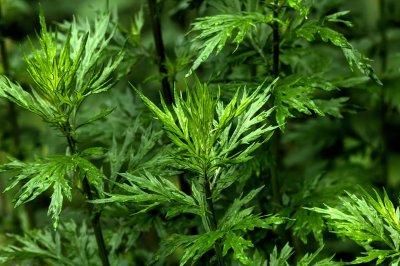 ​艾草孕妇可以用吗，艾草的副作用