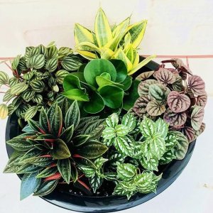 ​适合桌面上养的5种椒草，叶子美如画，耐阴又小巧