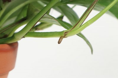 ​绿萝有多少个品种