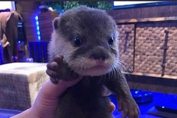 这个日本吉祥物遭官方封杀!却因为一段暴力视频在海外火了!