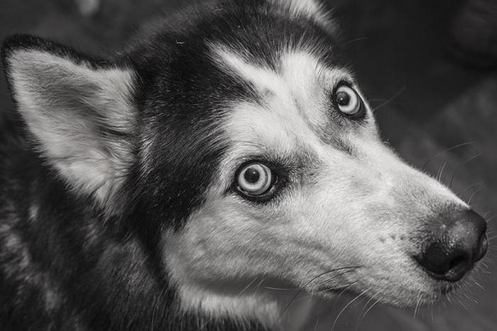 雪橇三傻都有谁?