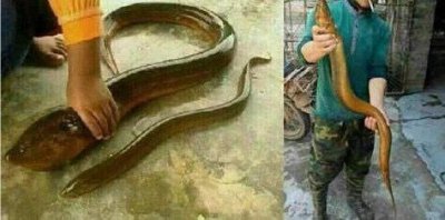 ​小伙抓到世界上超巨型黄鳝，周身通红，网友一看就判定：已成精！