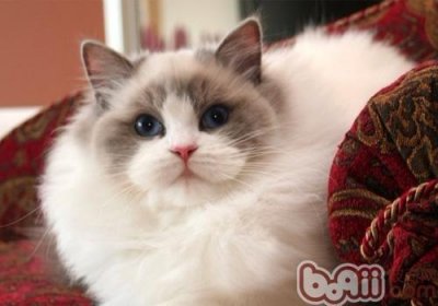 ​猫咪品种大盘点-长毛猫篇