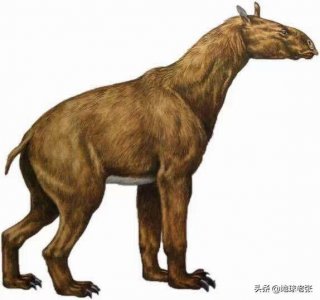 ​史前生物图鉴326-石爪兽