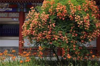 ​“我不愿做攀援的凌霄花”