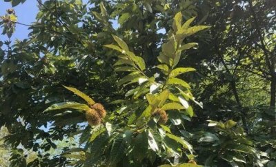 ​秋天的青板，满是板栗的味道