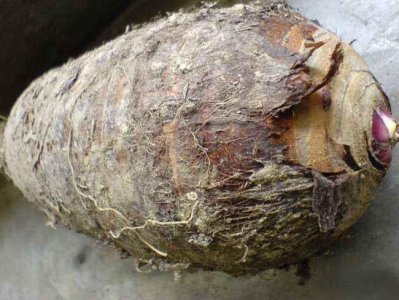 ​香芋和芋头的差别大，做法也不一样，教你几招区分方法和烹饪方法