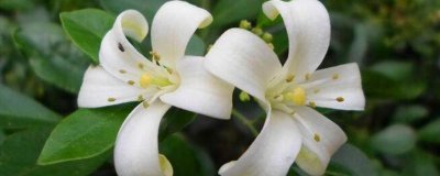 ​九里香为何不宜养在室内