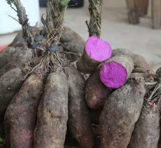 ​它叫“脚板薯”，富含花青素，曾被农民当粮食吃，还有多少人记得