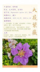 ​老紫薇被迫为情人生育儿子