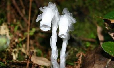 ​陕西惊现“冥界之花” 世间奇葩植物大盘点