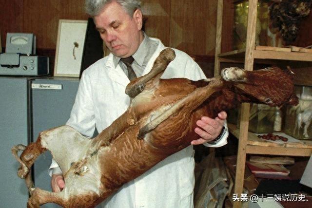 切尔诺贝利核泄漏30年后的场景:成为鬼城,图8动物基因发生突变