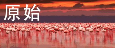 ​非洲科普｜大象怀孕22个月才能生一只小象，人类为什么还要伤害它