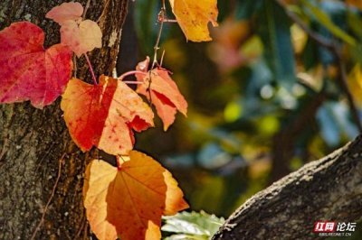 ​每日一图@湖南立秋日，赏美图，静待绚丽多姿的秋色