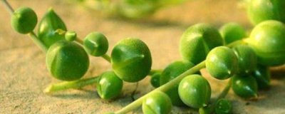 ​多肉佛珠怎么养