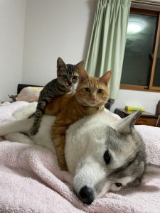 ​yuki喵照片（这只哈士奇真贤惠又当爹又当妈）