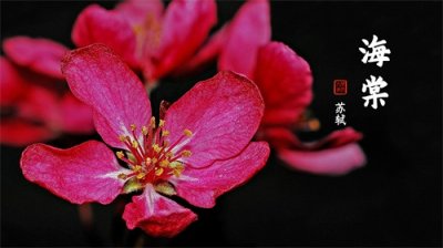 ​苏轼《海棠》：只恐夜深花睡去，故烧高烛照红妆