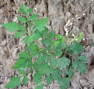 ​白蔹是一种什么样的植物